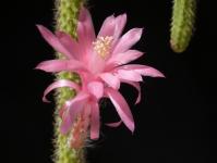 Thumbnail of 1939_Aporocactus flagelliformis_20150510_03(1).JPG